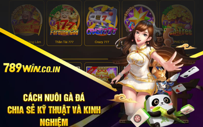 Cách nuôi gà đá – Chia sẻ kỹ thuật và kinh nghiệm